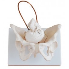 Model of Pelvis Demonstrate Birth